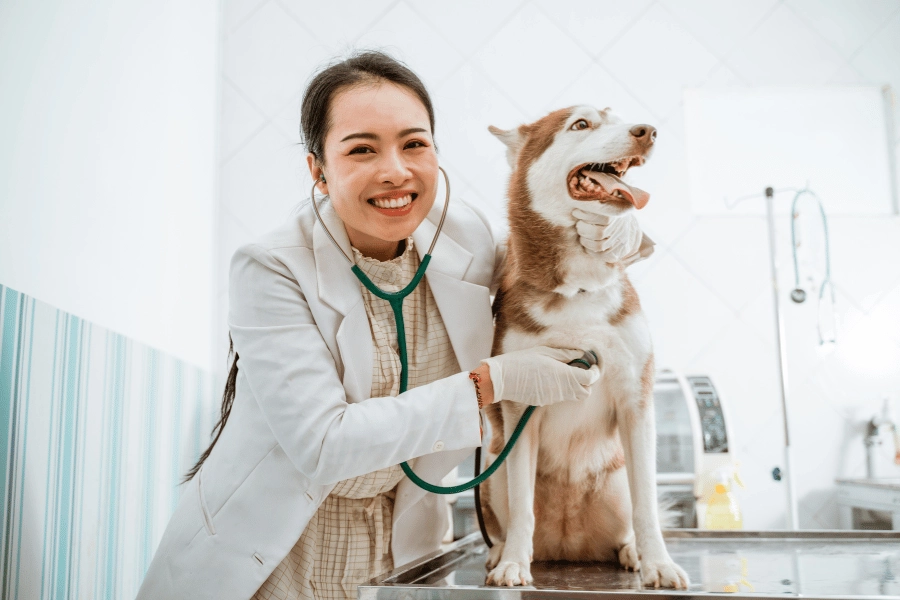 woman veterinarian using a stethoscope on a red and white husky at a veterinarian clinic